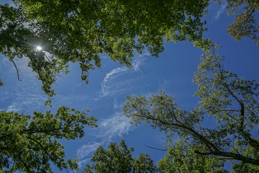  Photo of the sky through trees 
