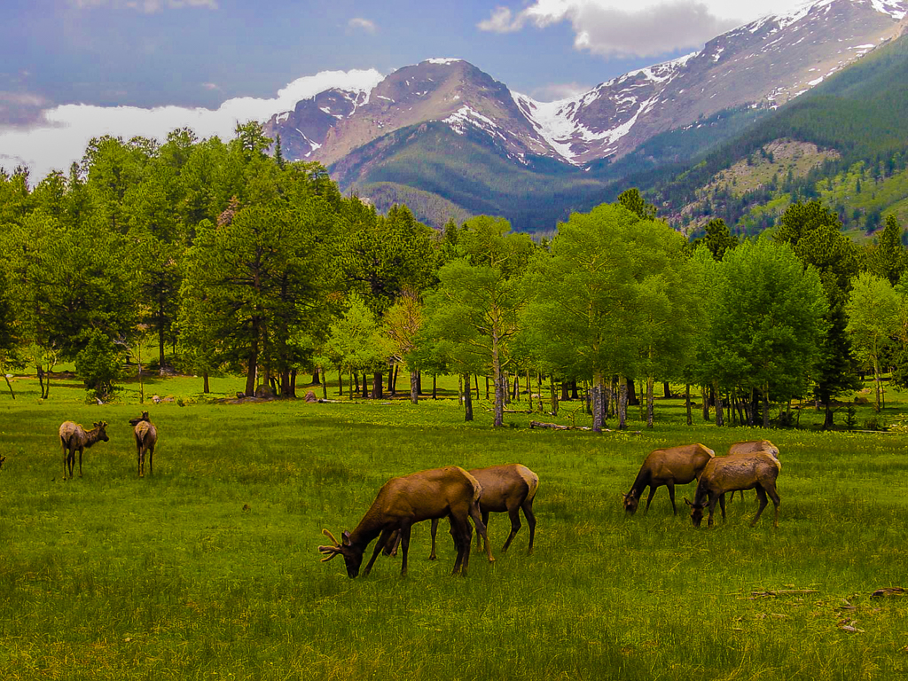  Elk grazing in the mountains 