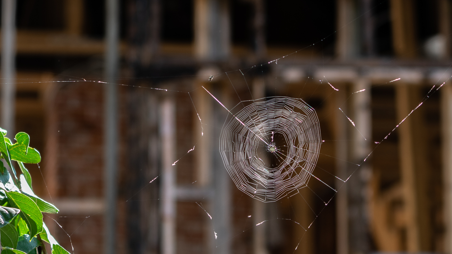  Spiderweb 