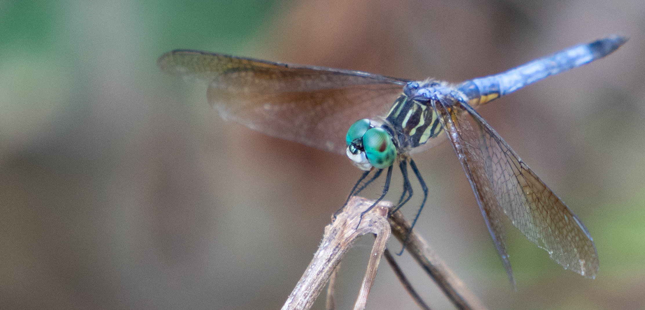  A Dragonfly 