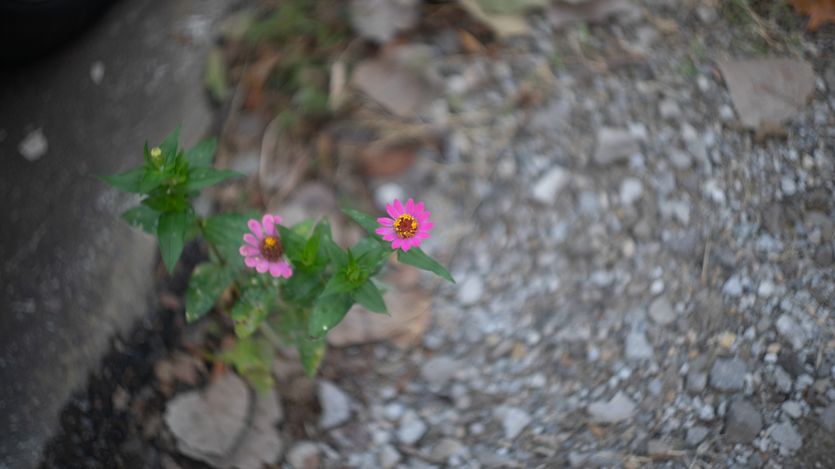  Flower 